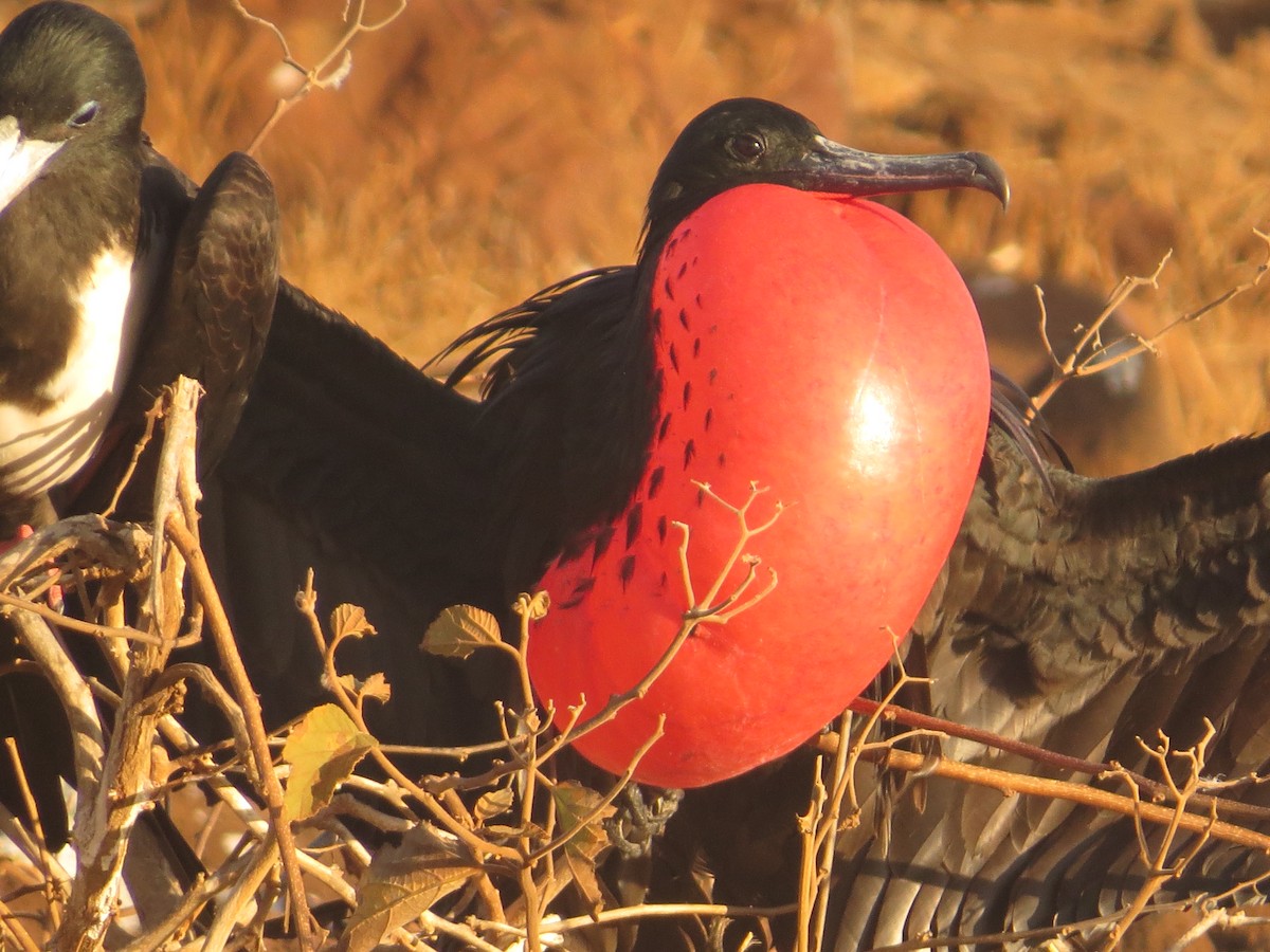 Magnificent Frigatebird - ML648407884