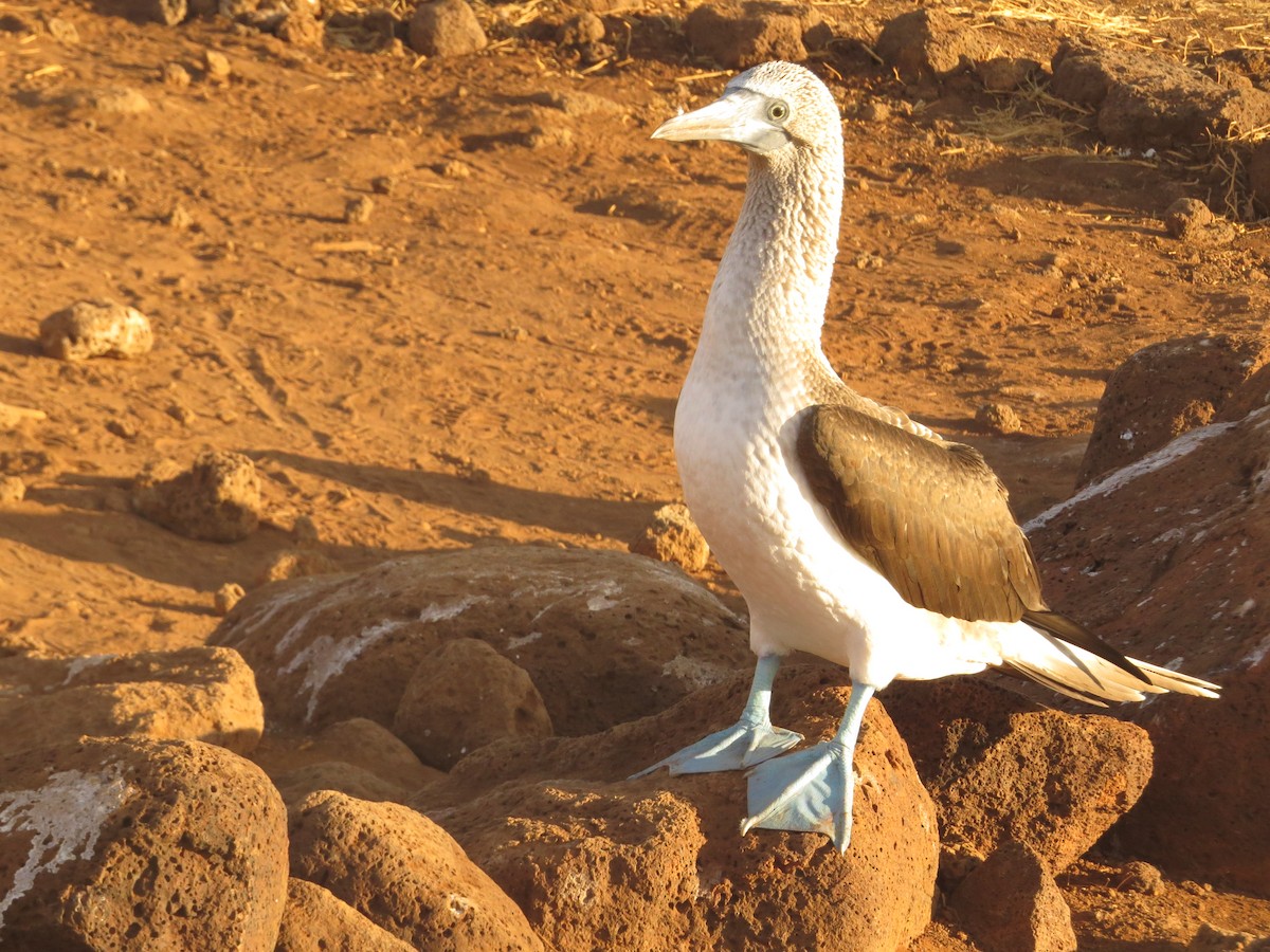 Blue-footed Booby - ML648407890