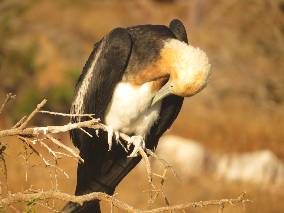 Great Frigatebird - ML648407907