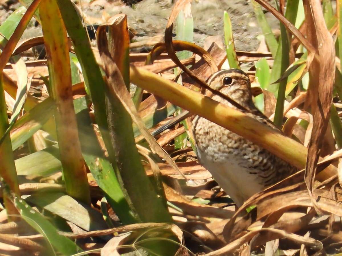 bekasina japonská - ML648408002