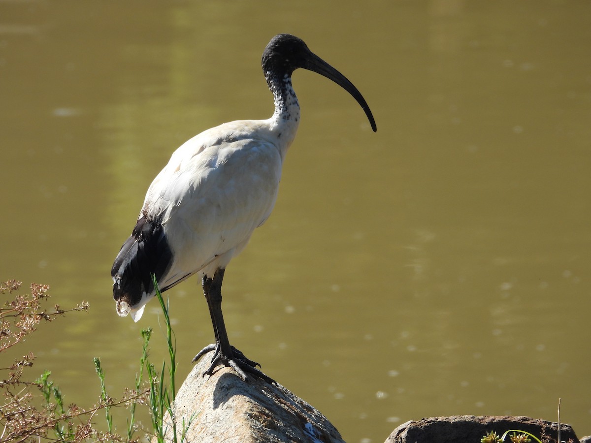 ibis australský - ML648408020