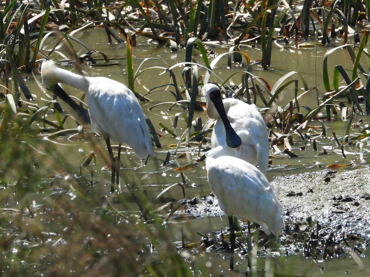 kolpík královský - ML648408026