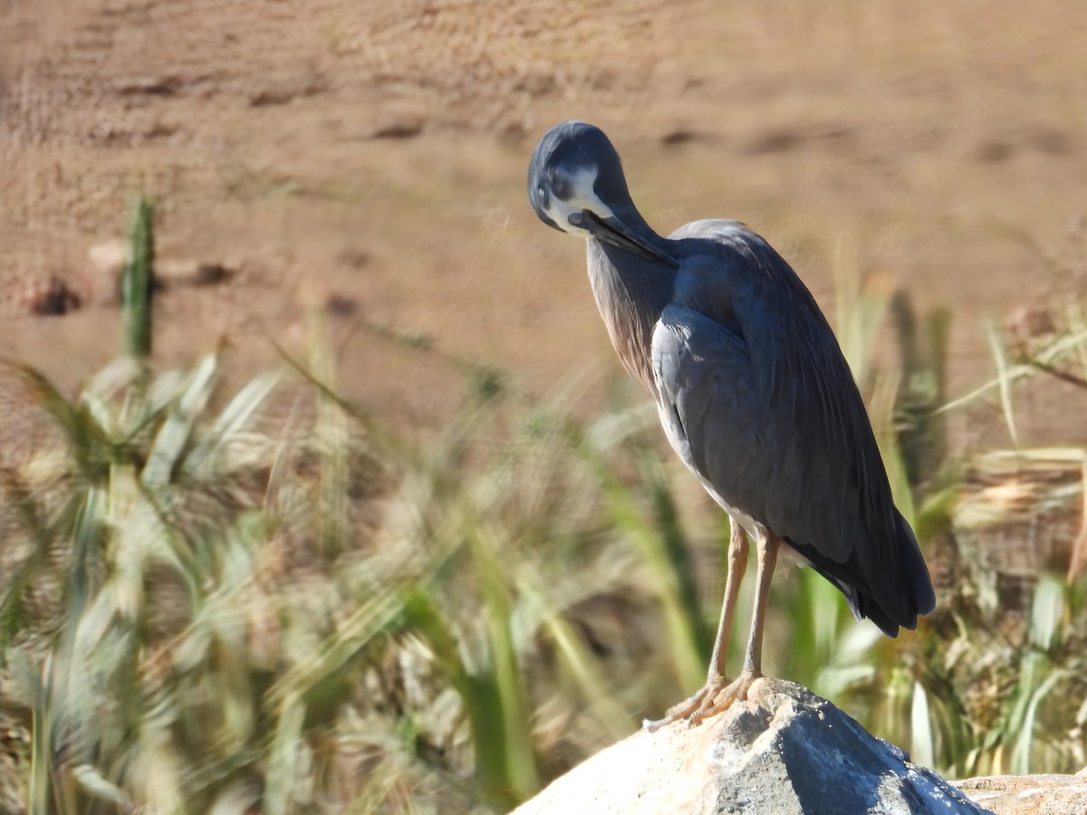 volavka bělolící - ML648408040