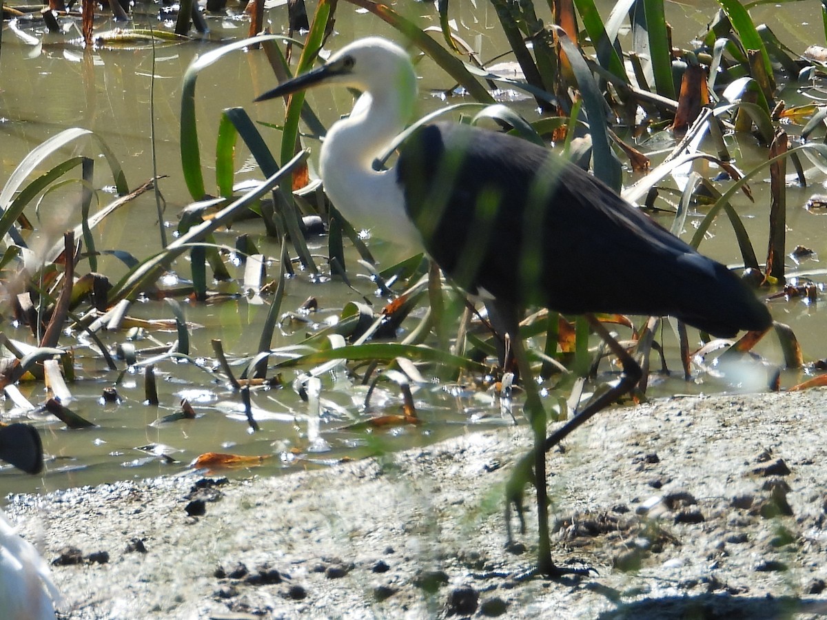 volavka bělokrká - ML648408046