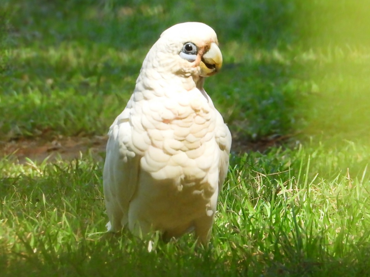 kakadu naholící - ML648408061