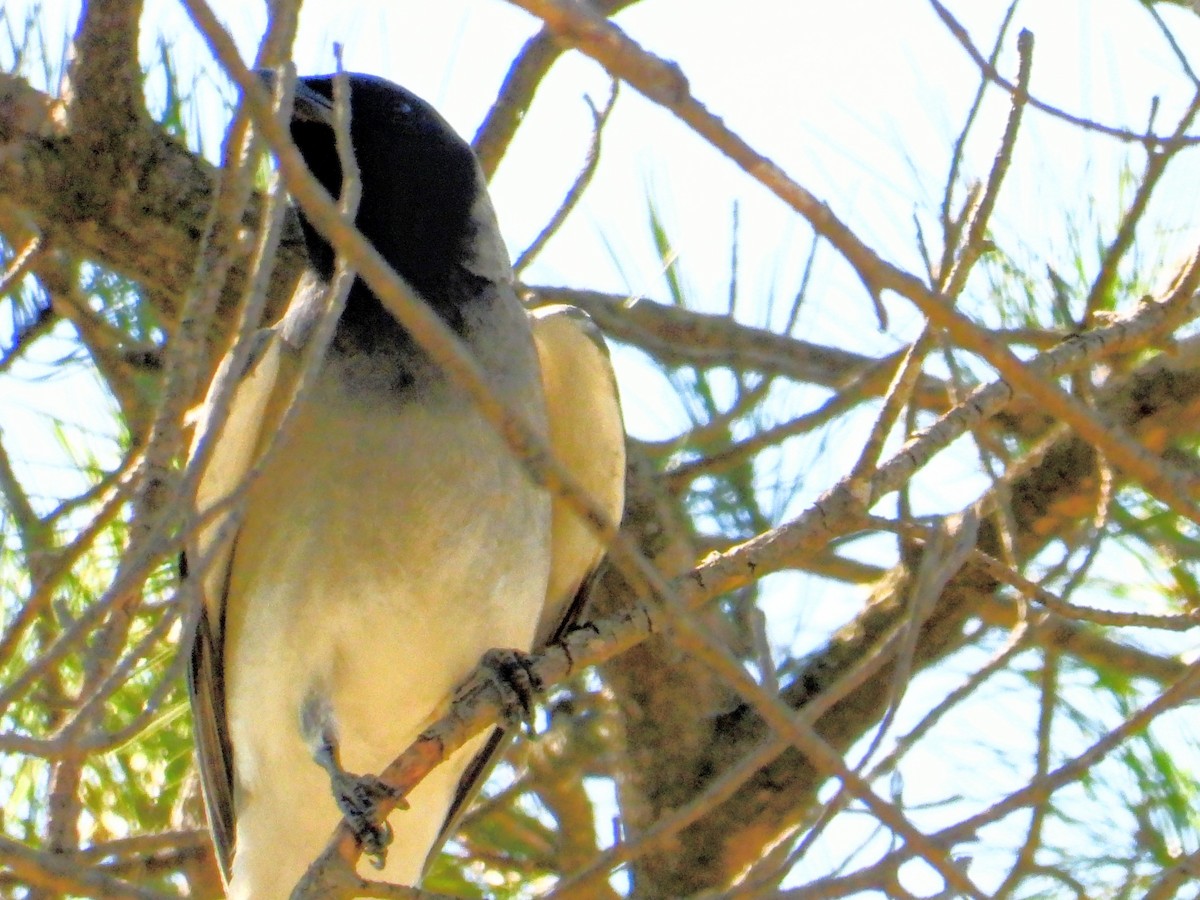 Black-faced Cuckooshrike - ML648408085
