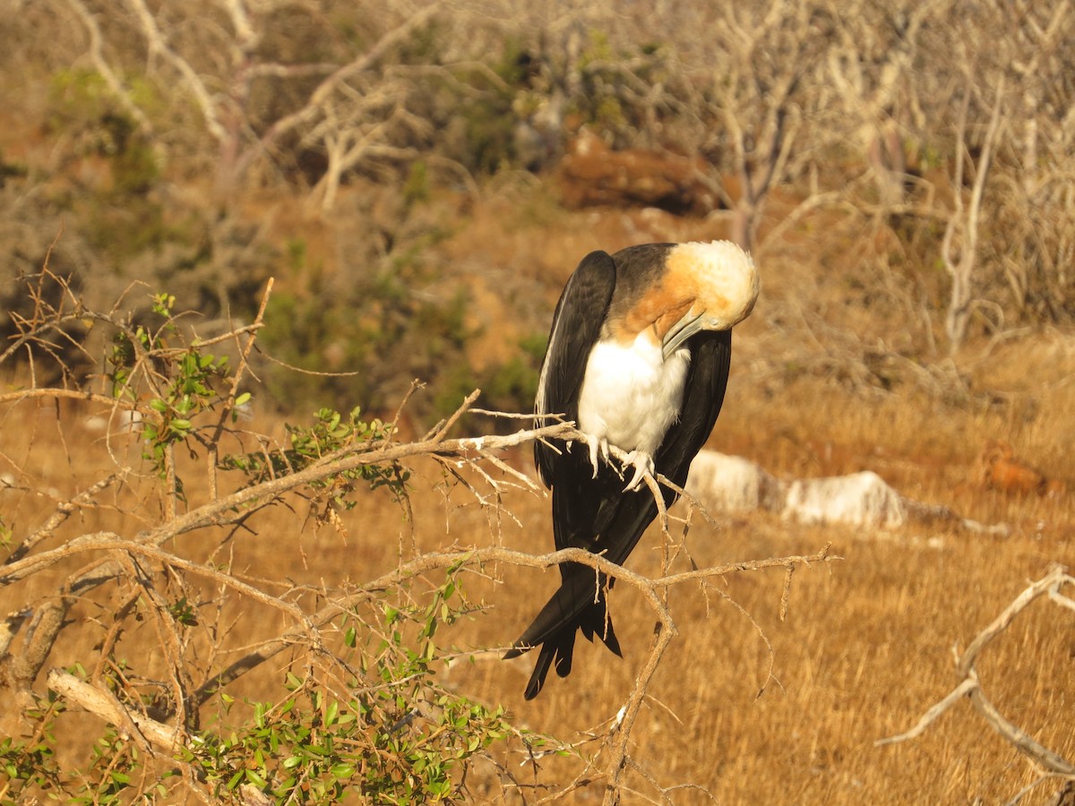Great Frigatebird - ML648408201
