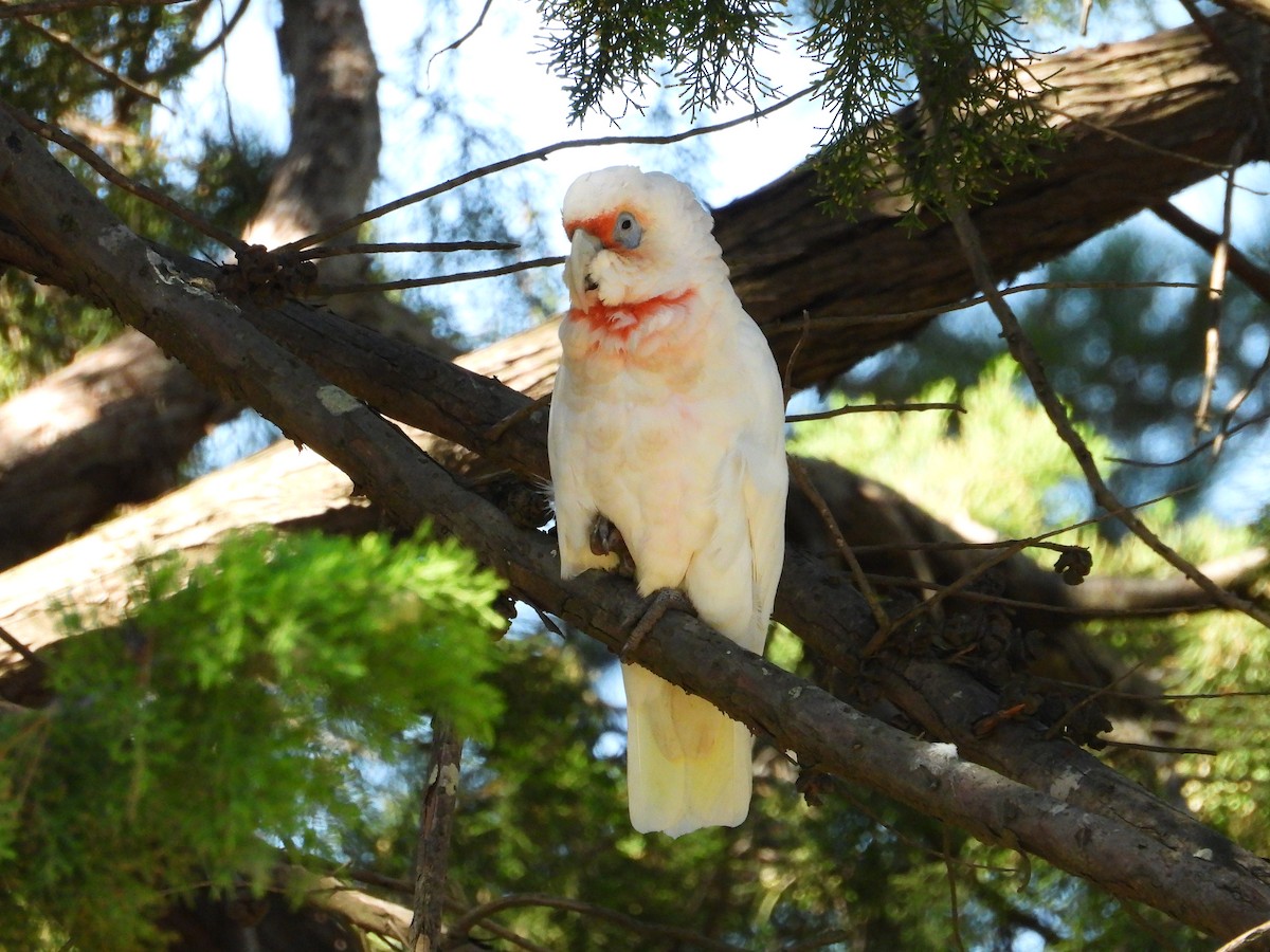 kakadu ostrozobý - ML648408252