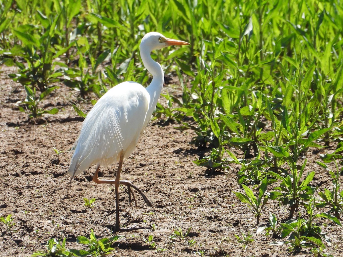 volavka půvabná - ML648408663