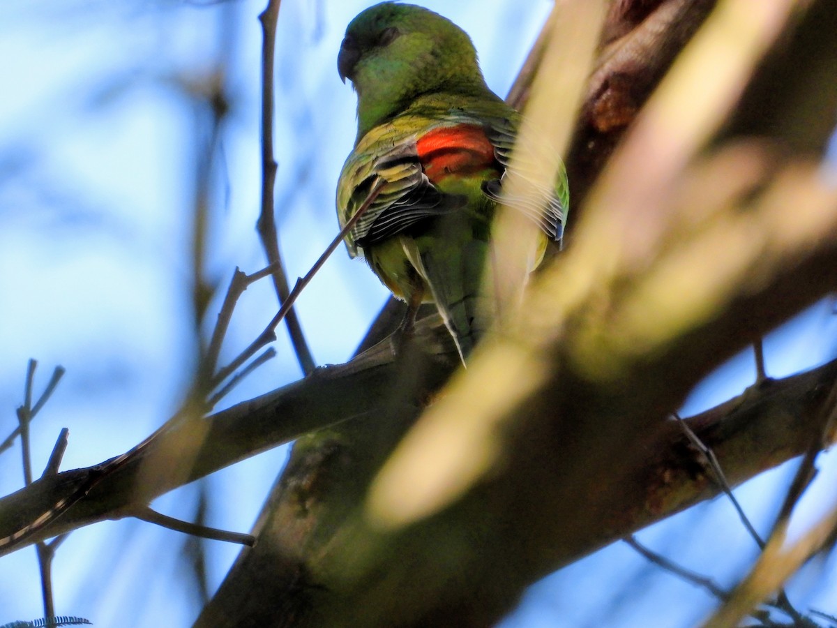 rosela zpěvavá - ML648408696