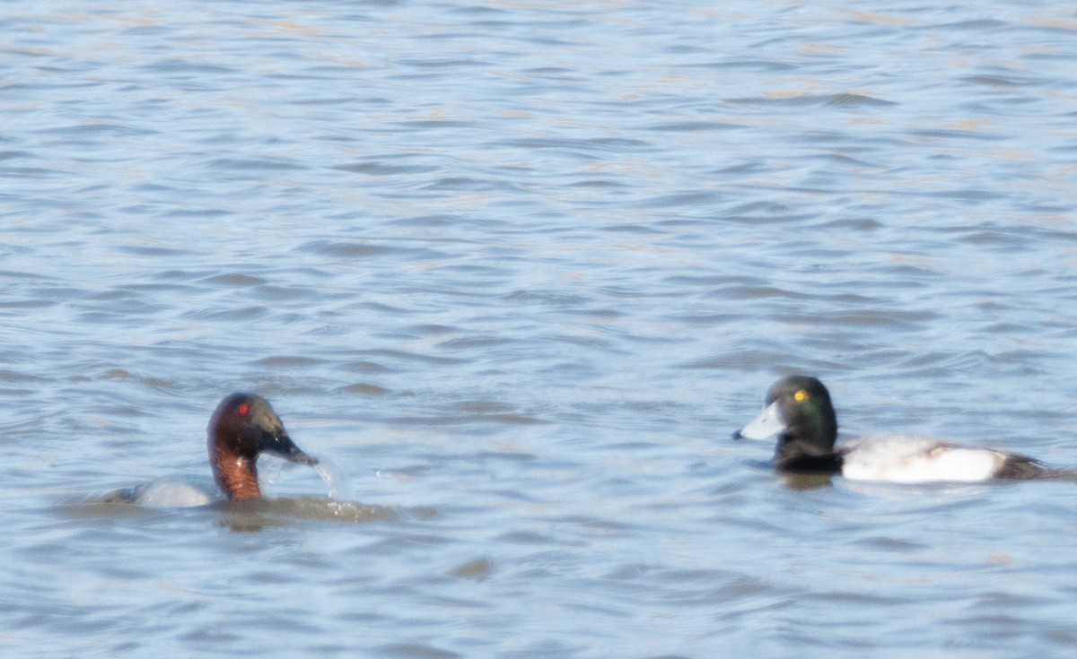 bergand - ML648409140