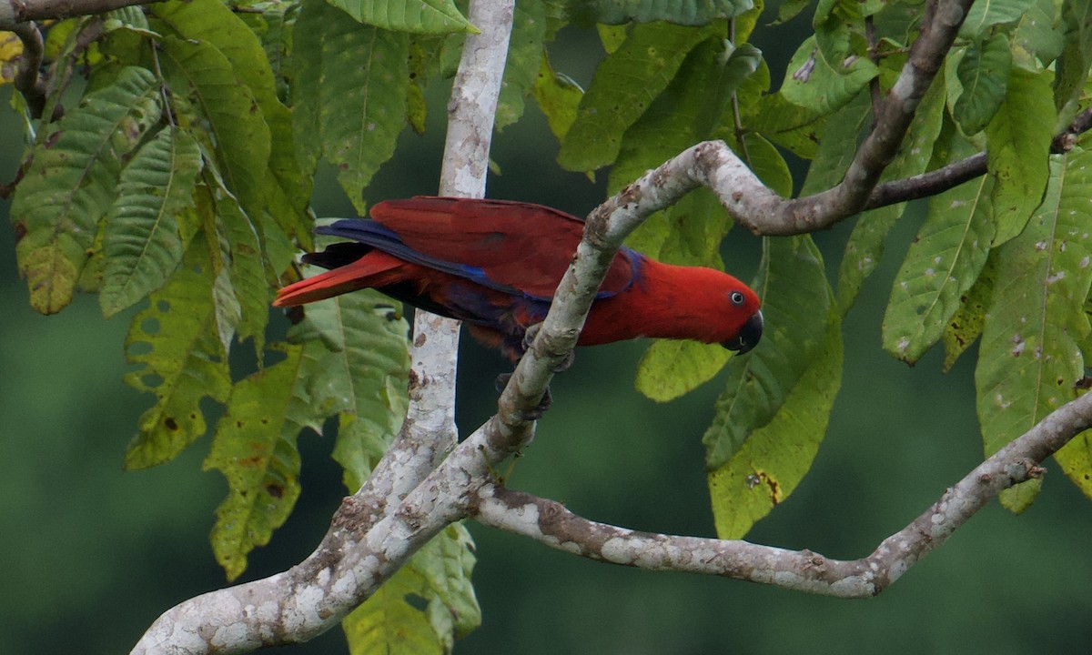 Papuan Eclectus - ML648409148