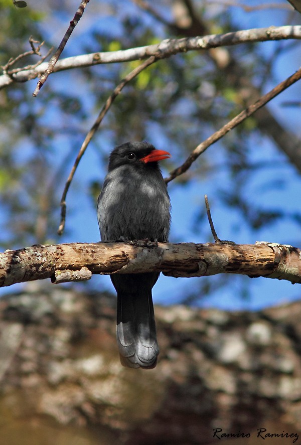 Black-fronted Nunbird - ML64840961