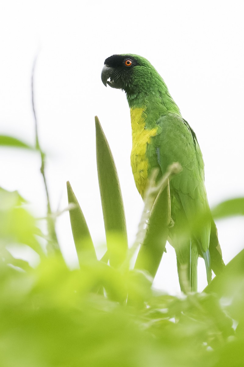 メンカブリインコ - ML648410136