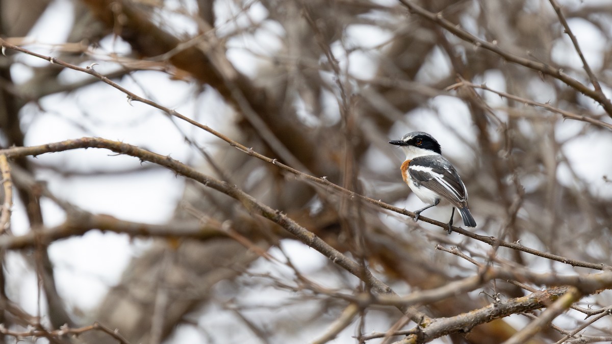 Pygmy Batis - ML648410771