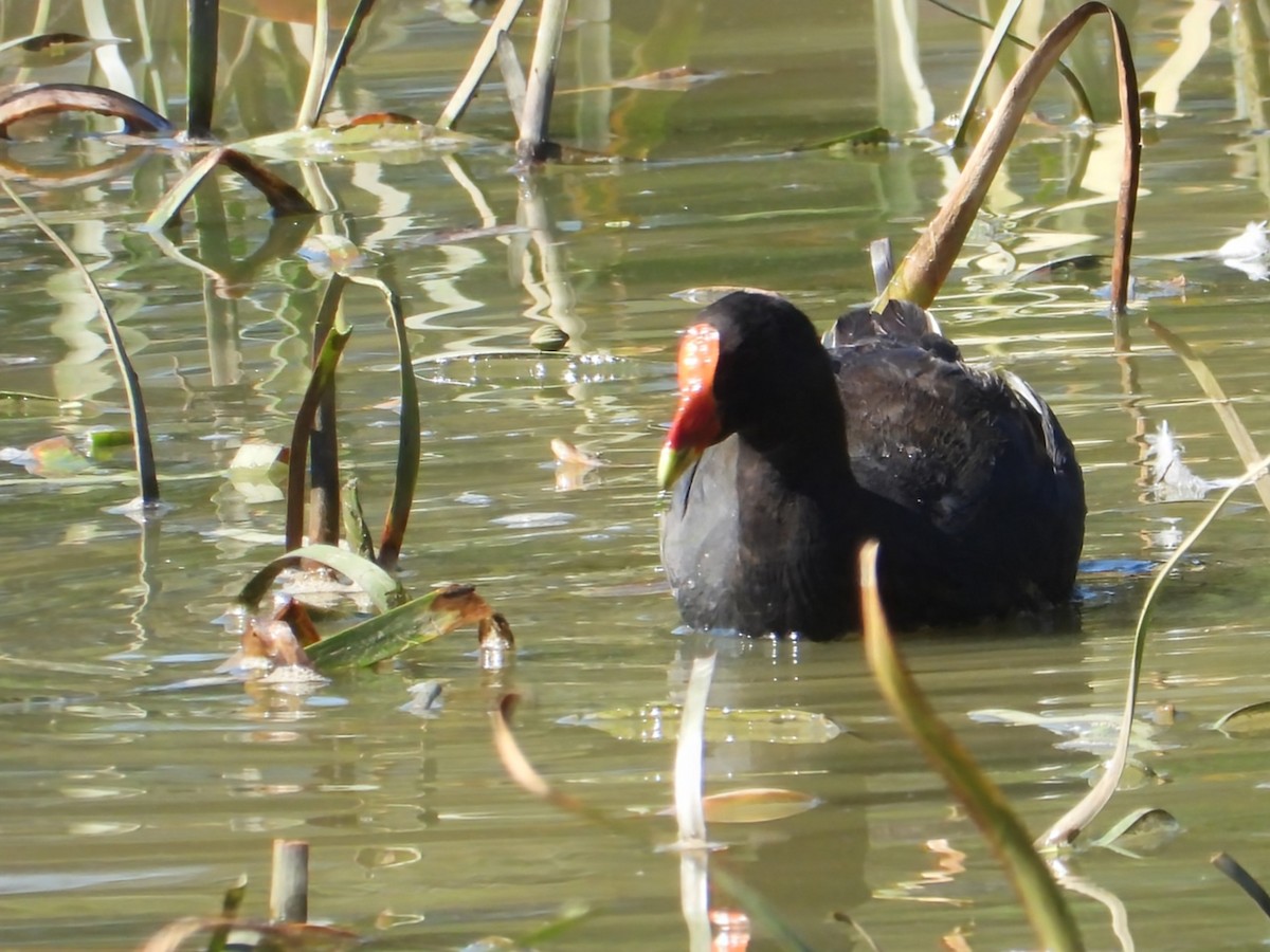 slípka tmavá - ML648411060