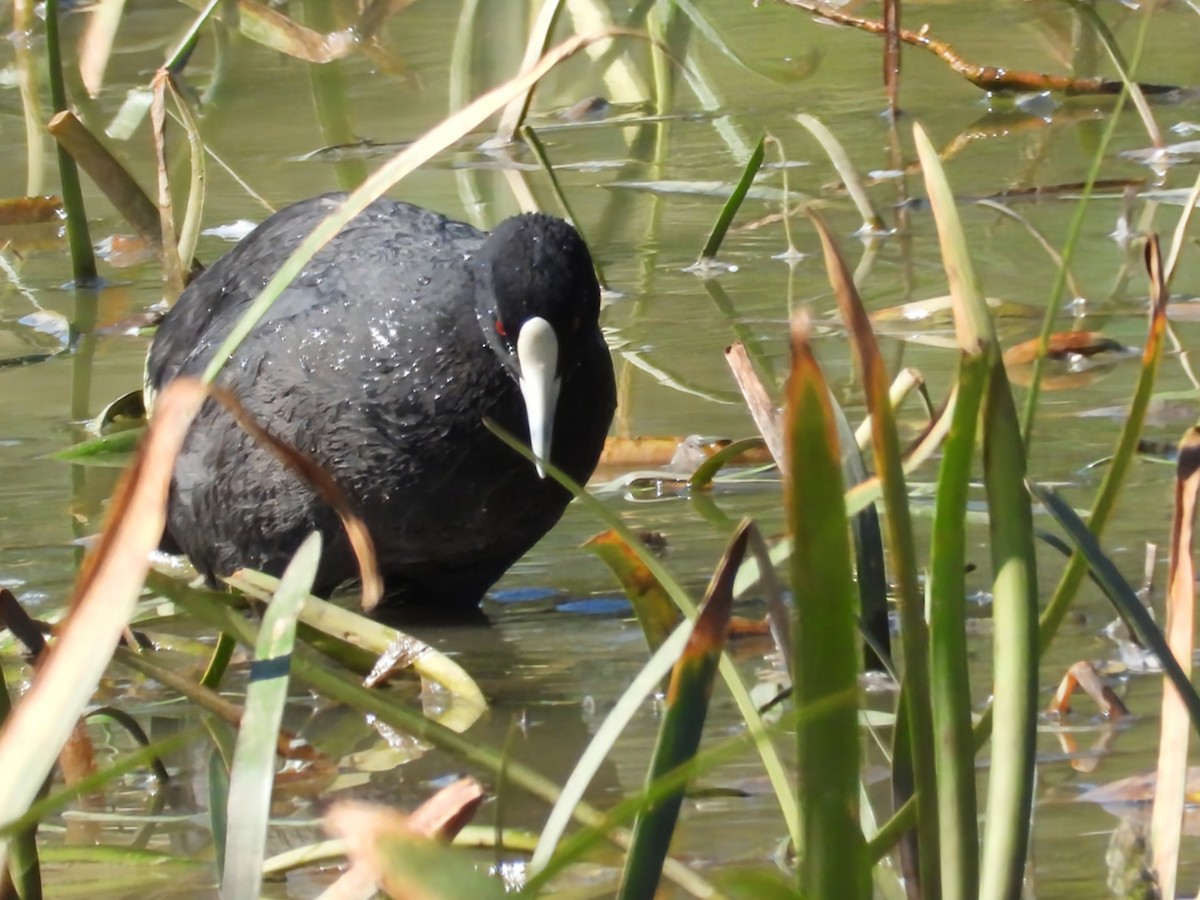 lyska černá - ML648411076