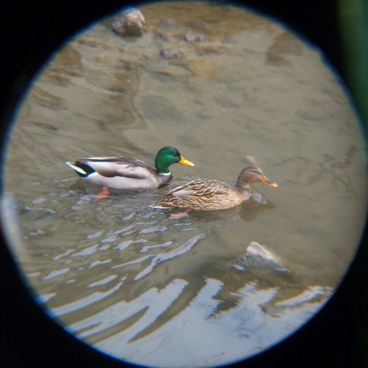 stokkand - ML648411276