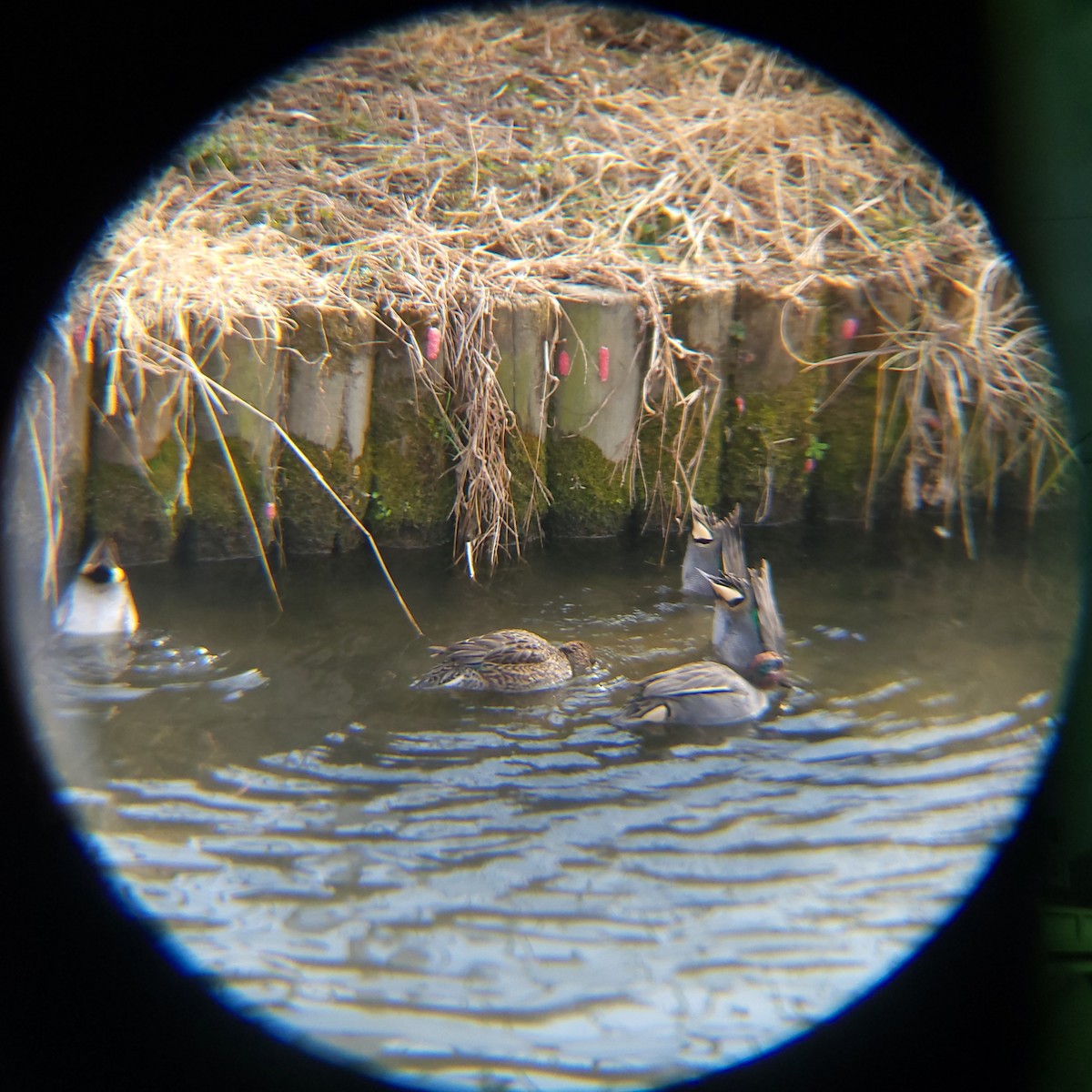 krikkand - ML648411281