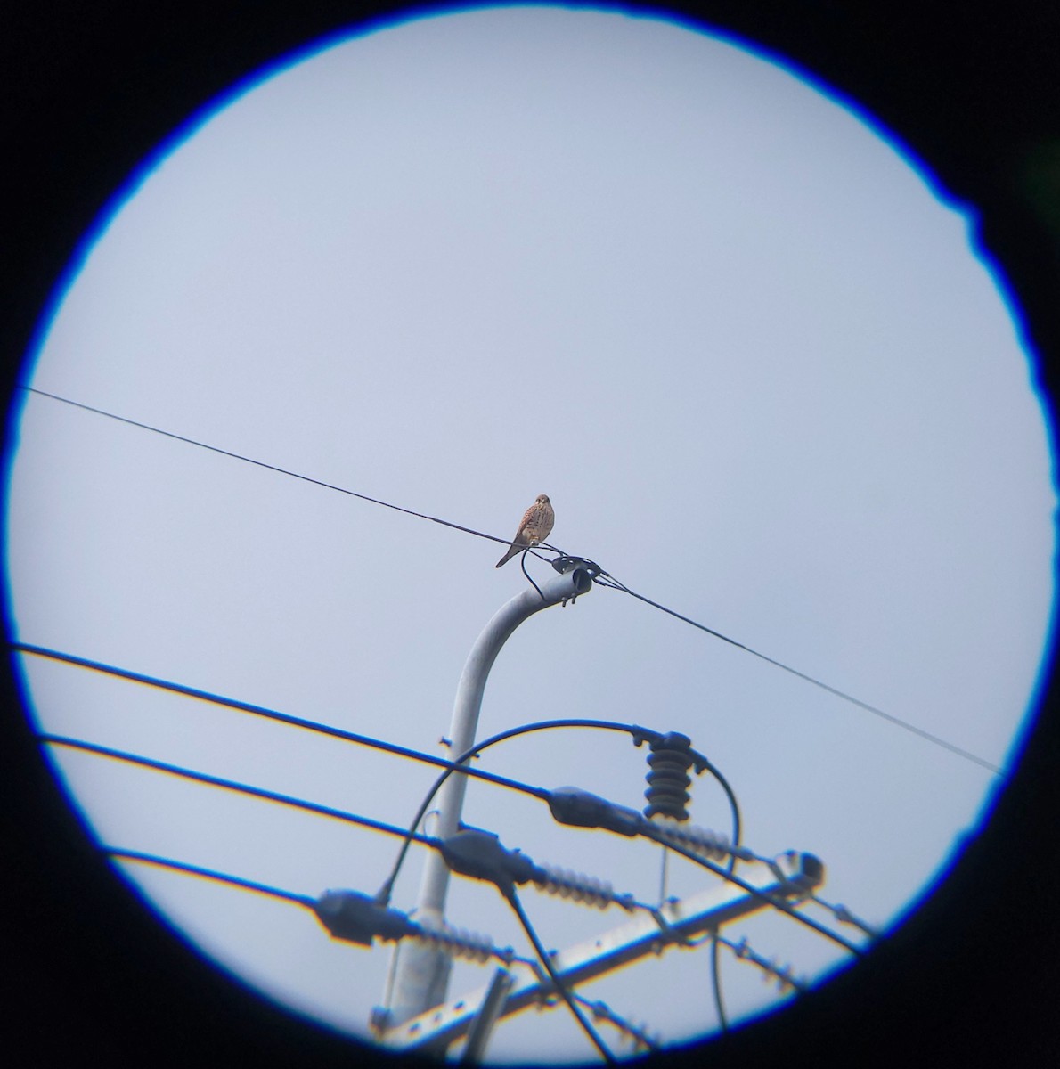 tårnfalk - ML648411291