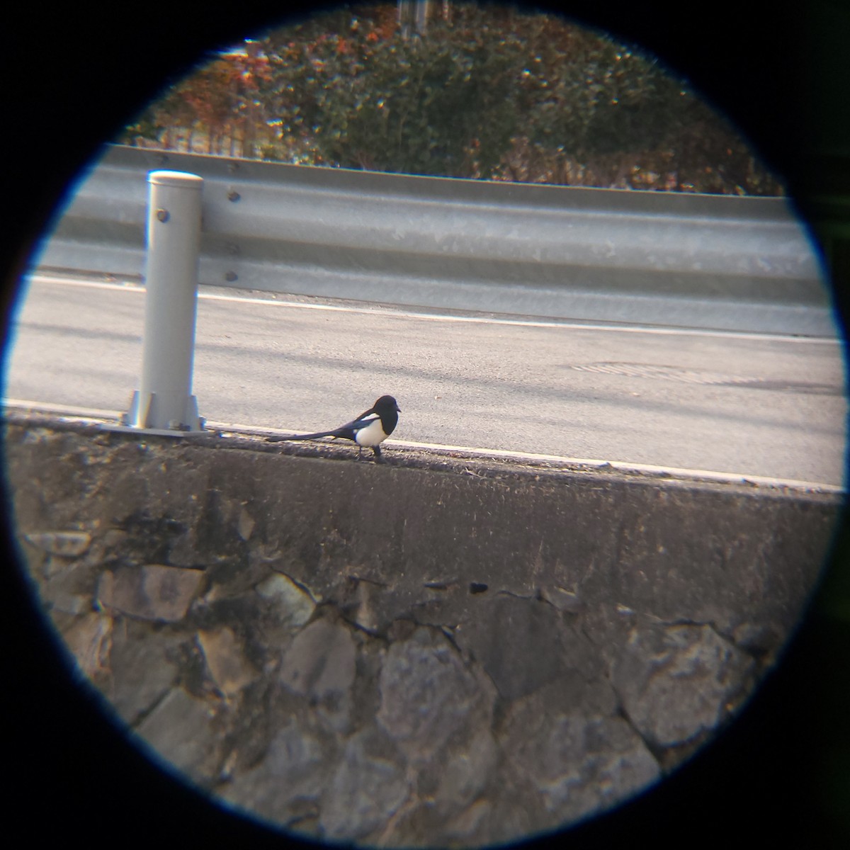 orientskjære - ML648411293