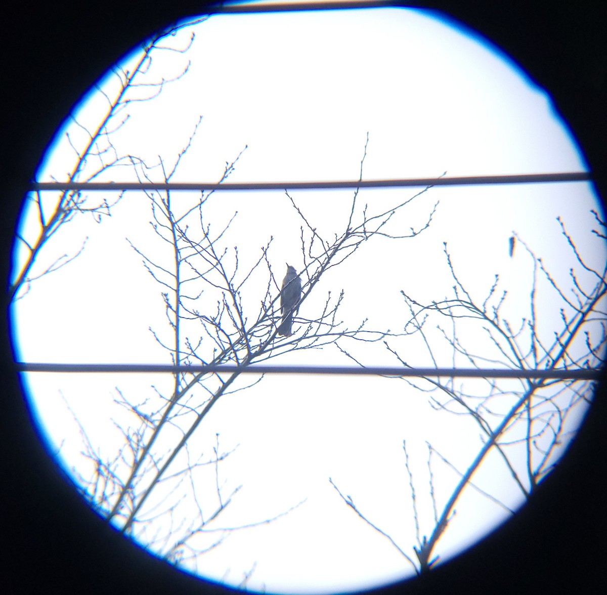 brunørebylbyl - ML648411300