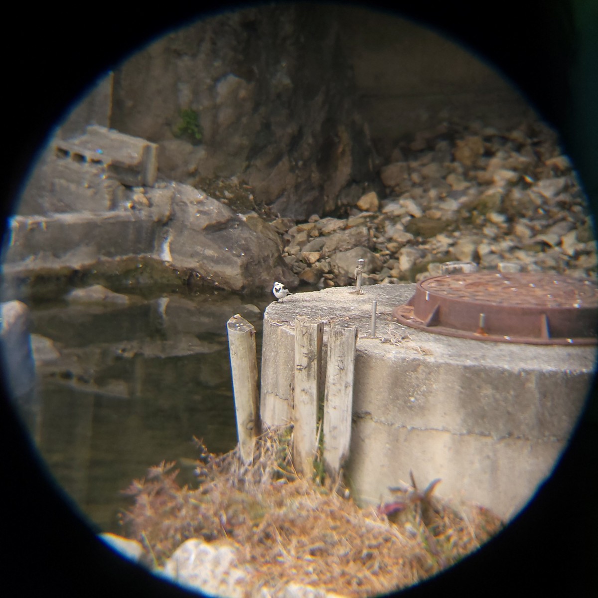 linerle - ML648411301