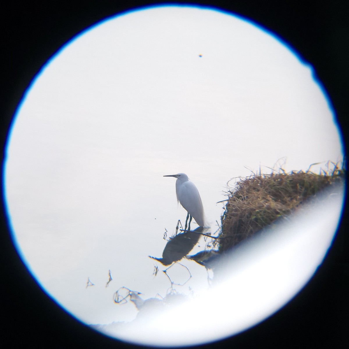 silkehegre - ML648411308