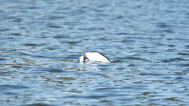 ヒメハジロ - ML648411411