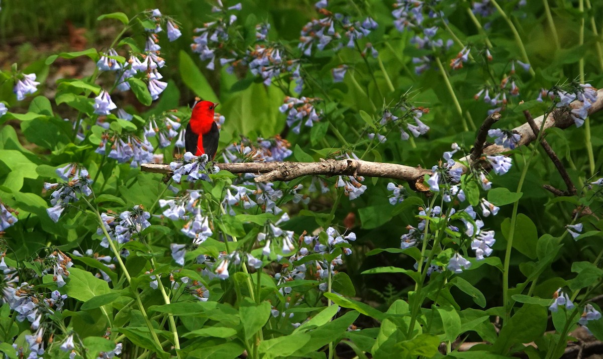 Scarlet Tanager - ML648411743