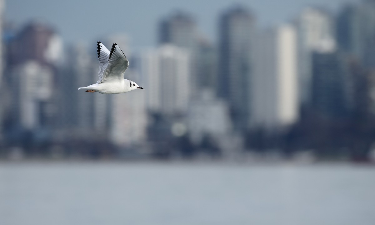 Bonaparte's Gull - ML648412062
