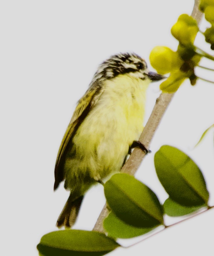 キビタイヒメゴシキドリ - ML648412212