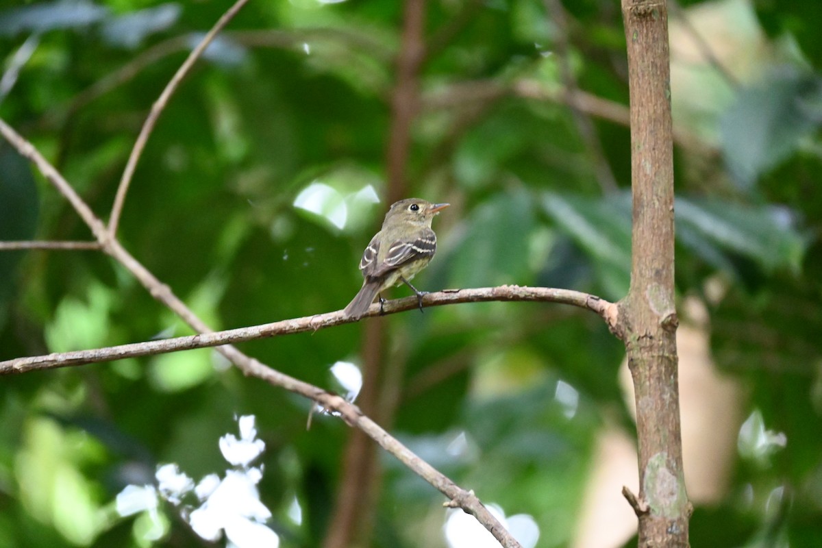 Sarı Karınlı Boreal Sinekkapan - ML648412311