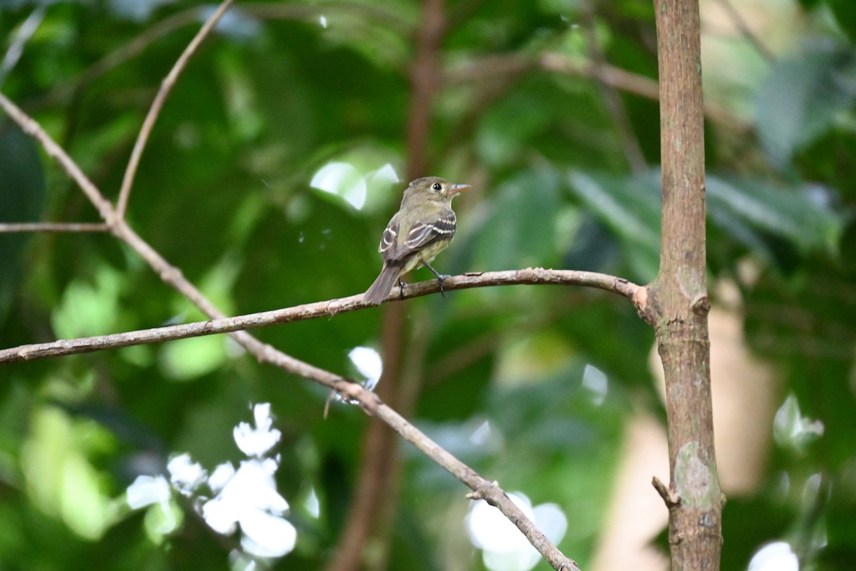 Sarı Karınlı Boreal Sinekkapan - ML648412312