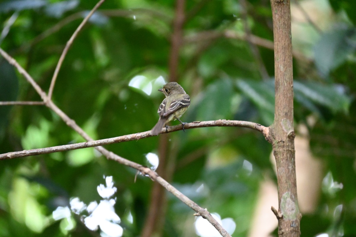 Sarı Karınlı Boreal Sinekkapan - ML648412313