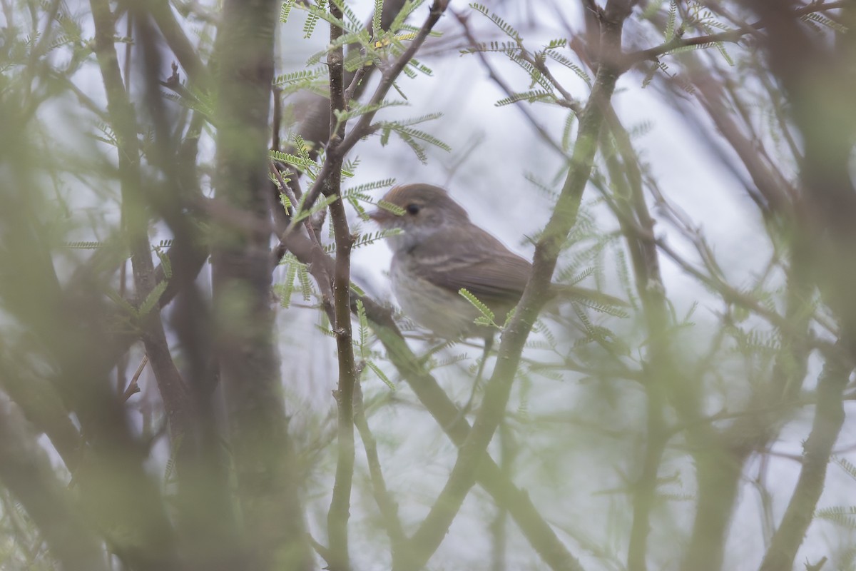 Fulvous-crowned Scrub-Tyrant - ML648413020