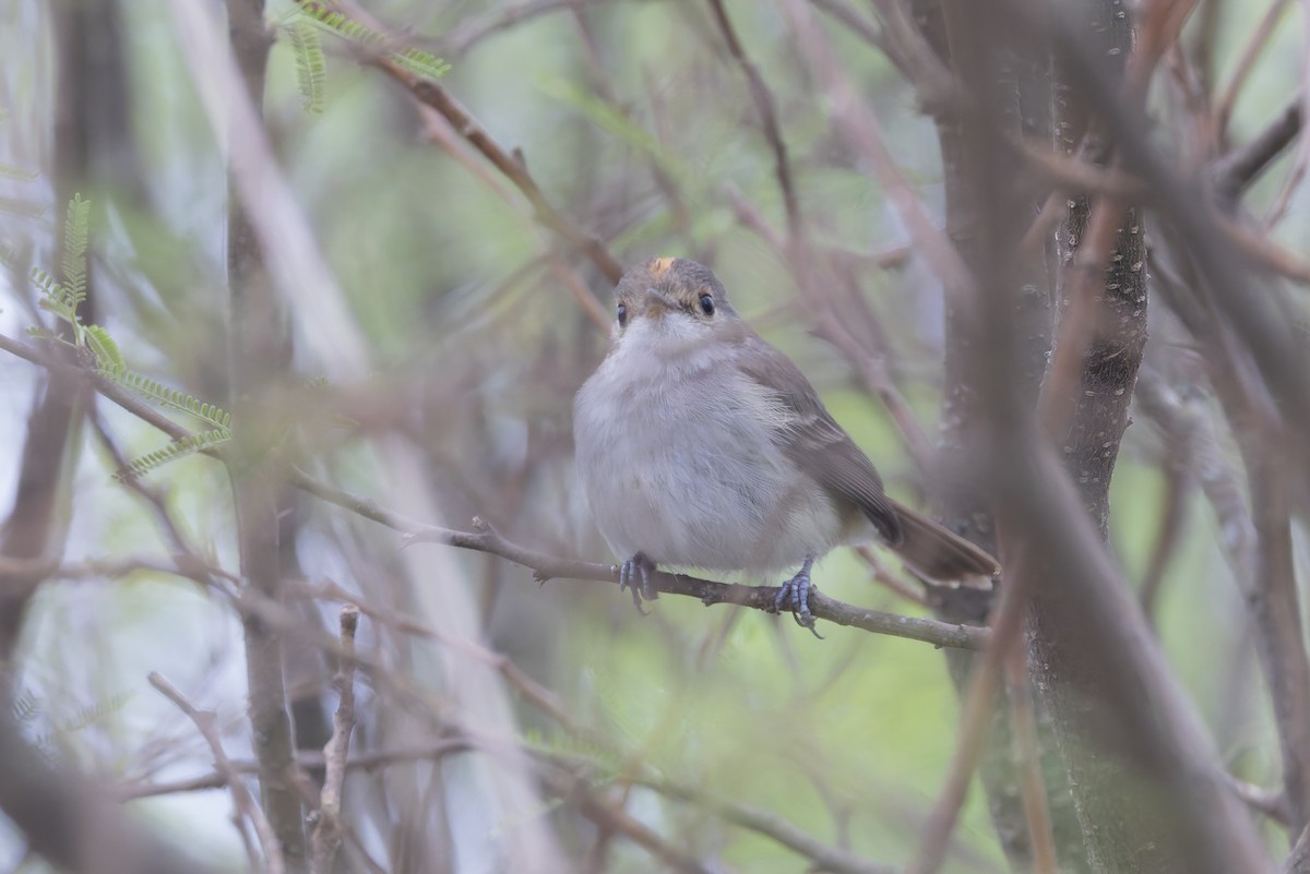 Fulvous-crowned Scrub-Tyrant - ML648413021