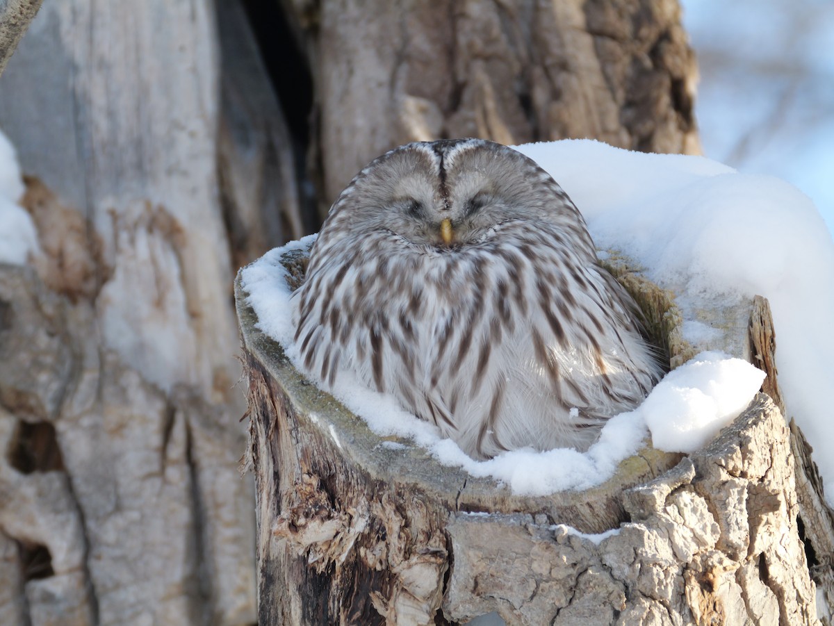 puštík bělavý - ML648413149