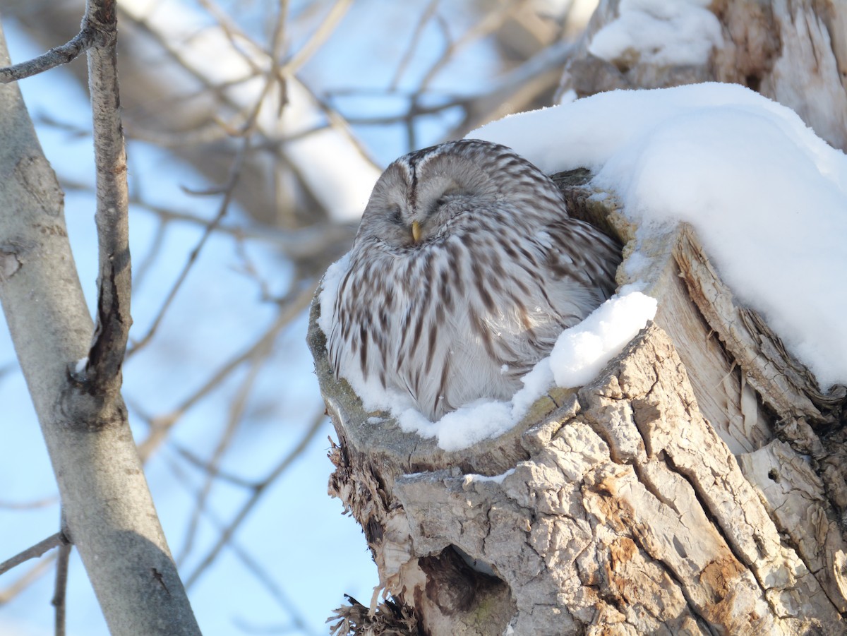 puštík bělavý - ML648413150