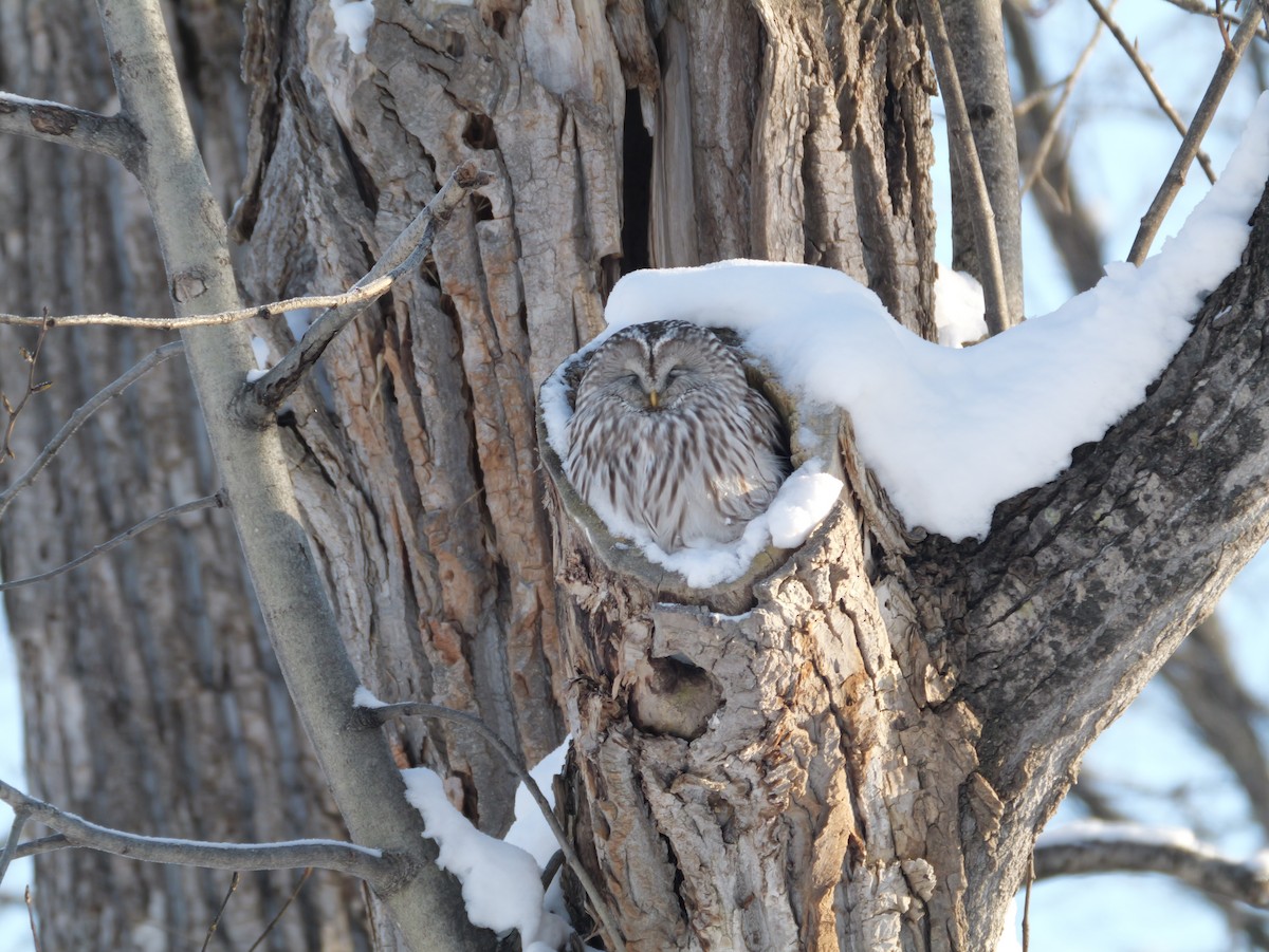 puštík bělavý - ML648413151