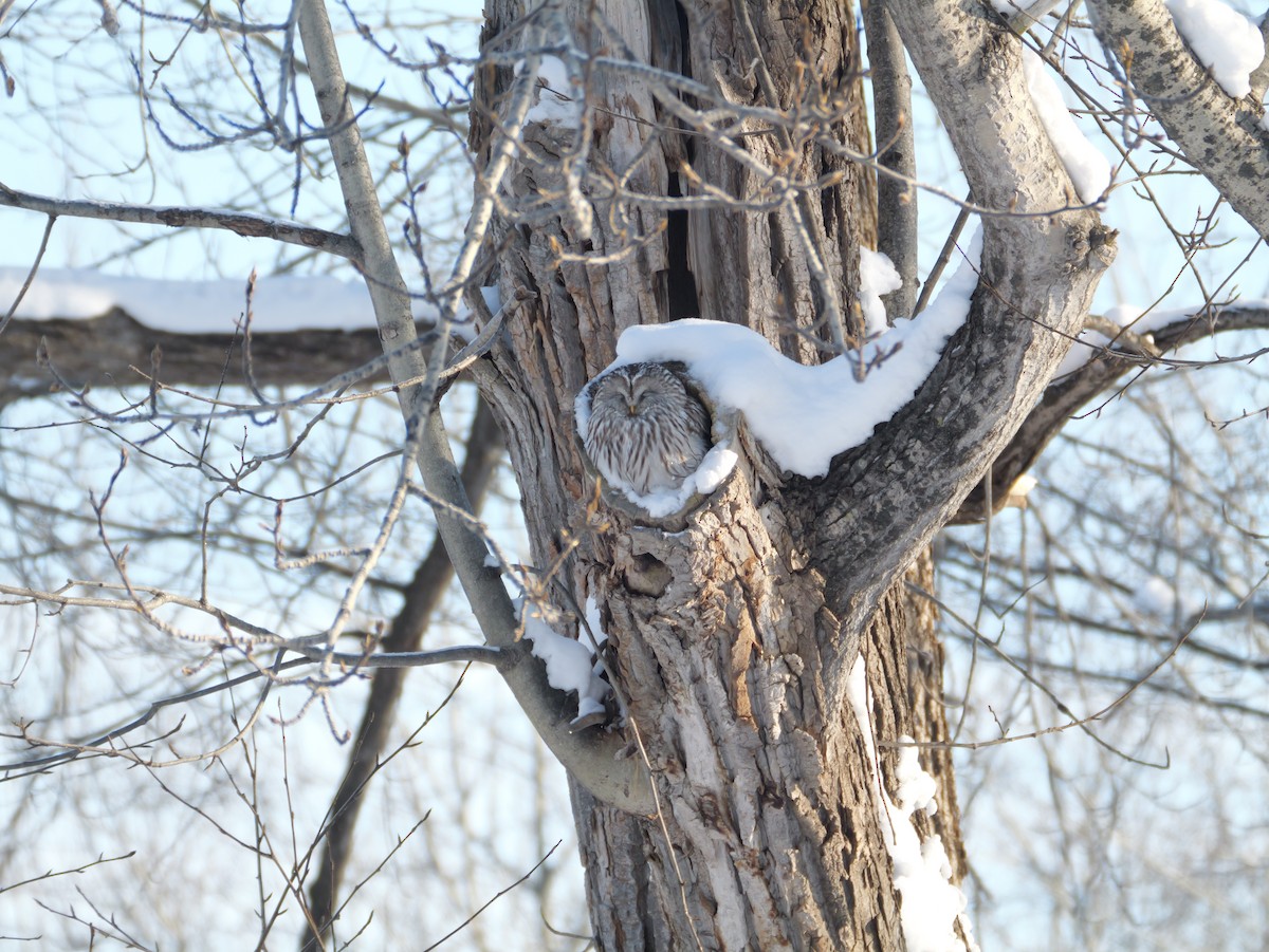 puštík bělavý - ML648413152