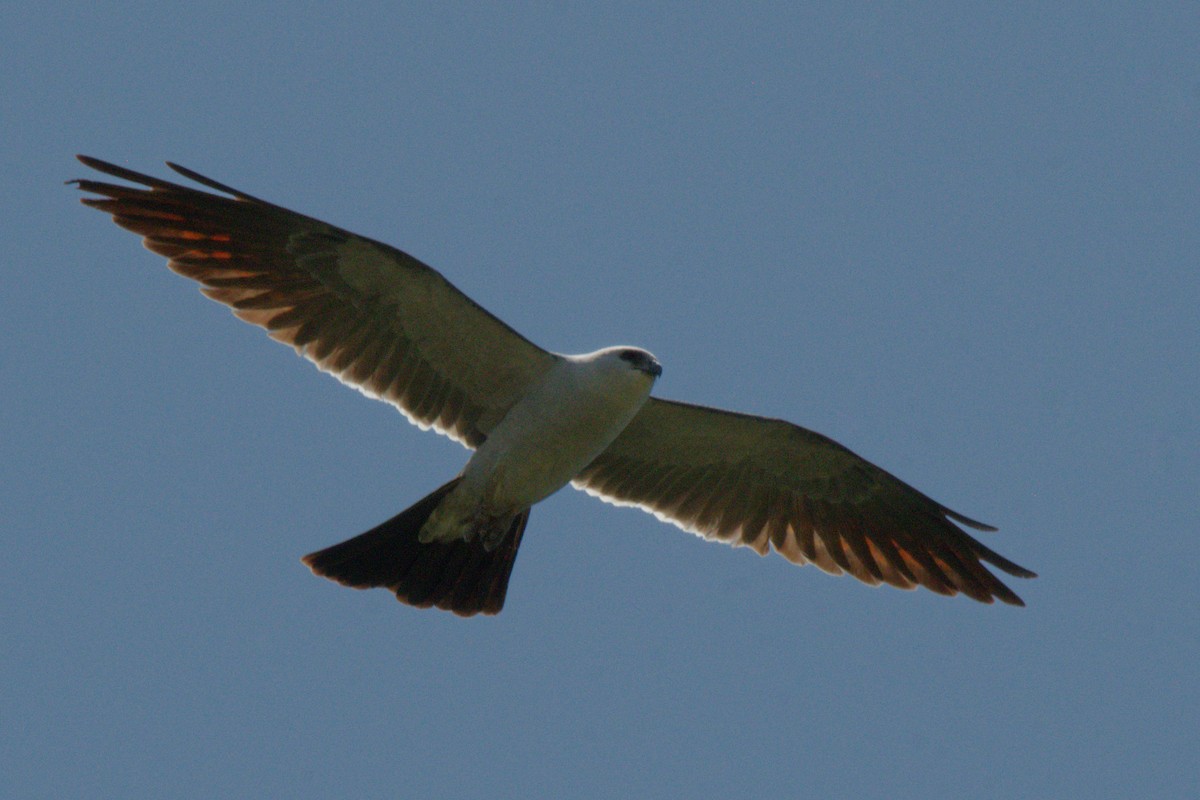 Mississippi Kite - ML648413984