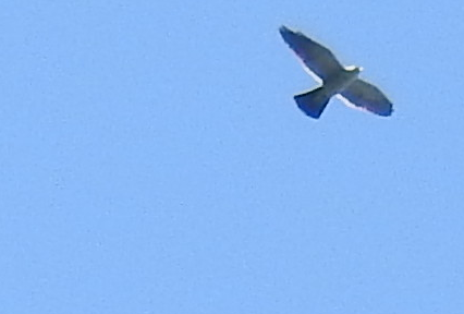 Mississippi Kite - Stacy Holcomb