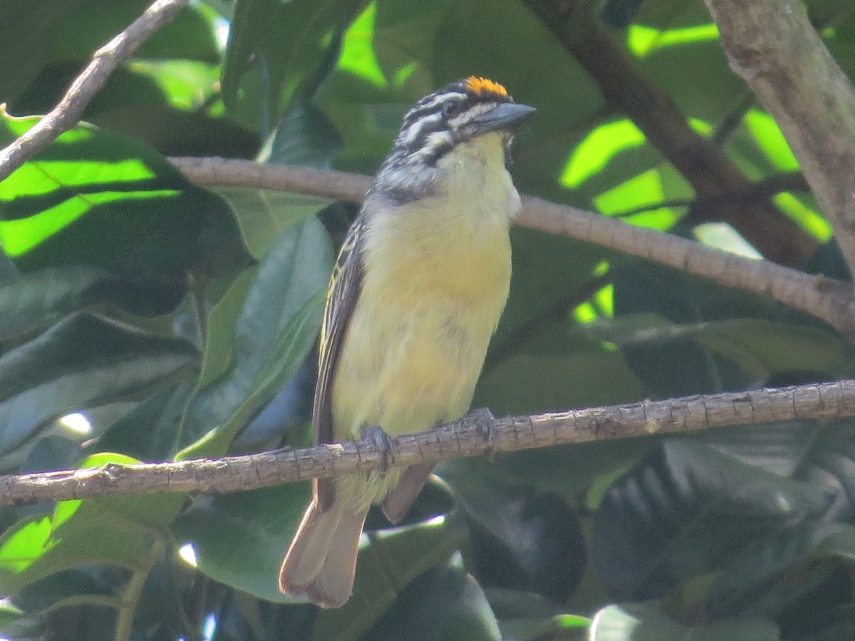 キビタイヒメゴシキドリ - ML648414773