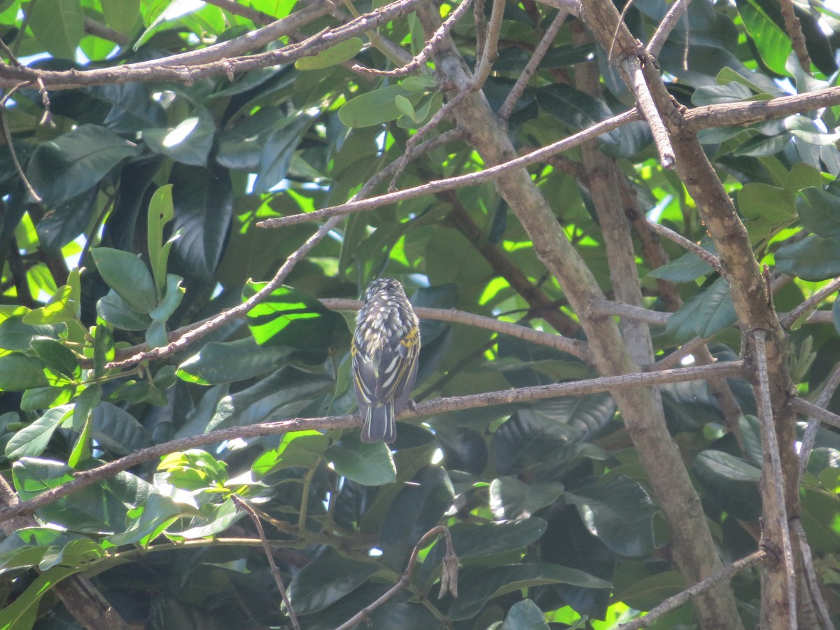 キビタイヒメゴシキドリ - ML648414774