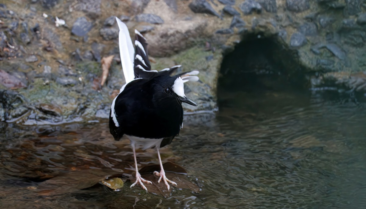 White-crowned Forktail (Northern) - ML648414975