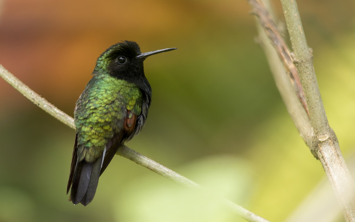 Black-bellied Hummingbird - ML648415999