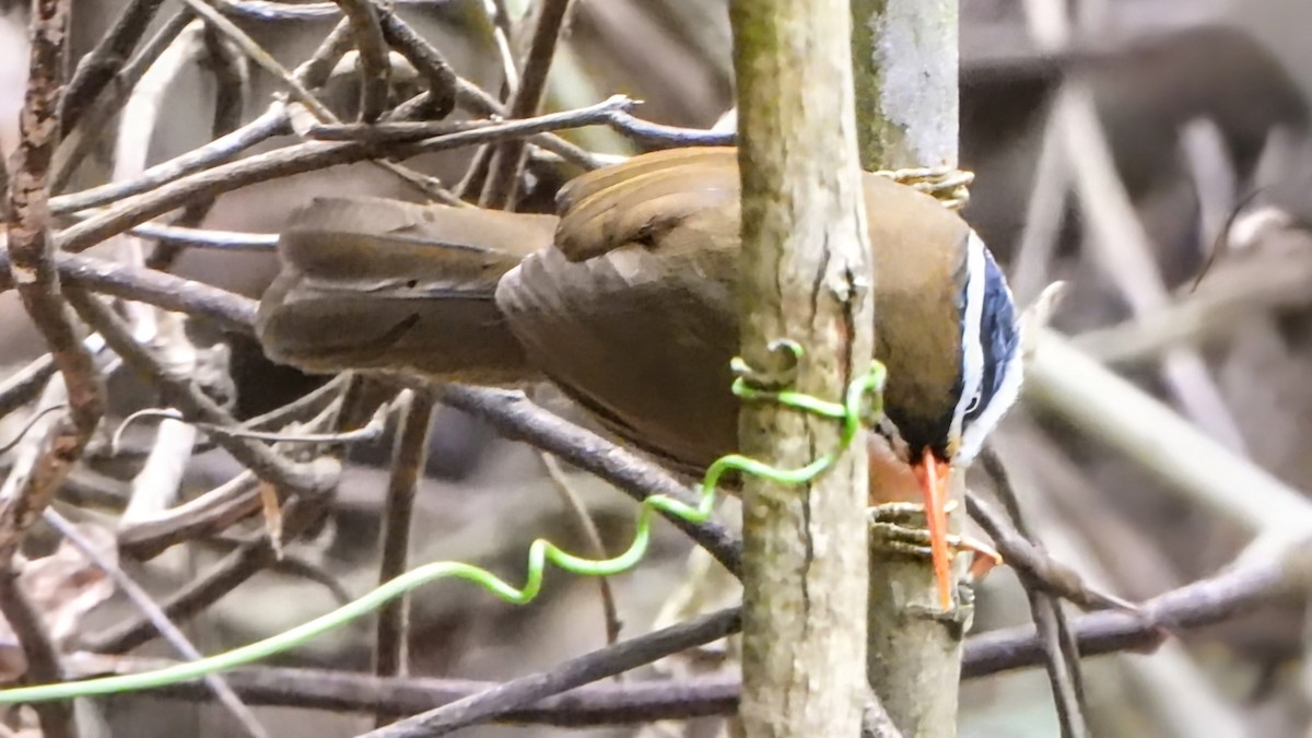 Brown-crowned Scimitar-Babbler - ML648416474