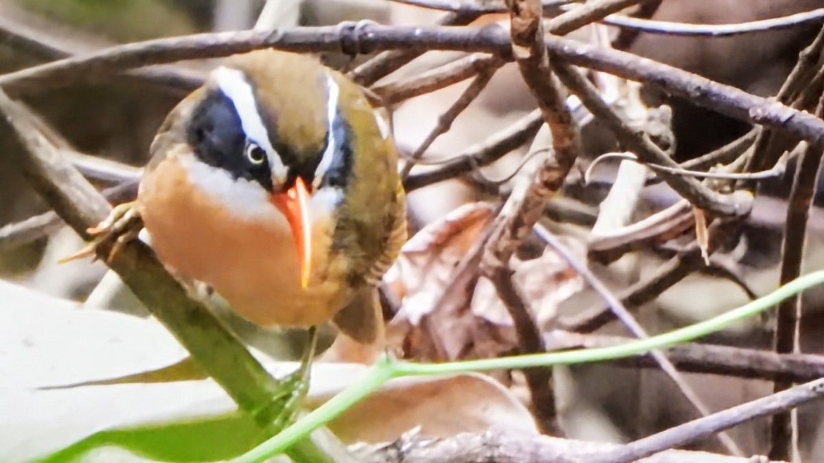 Brown-crowned Scimitar-Babbler - ML648416475
