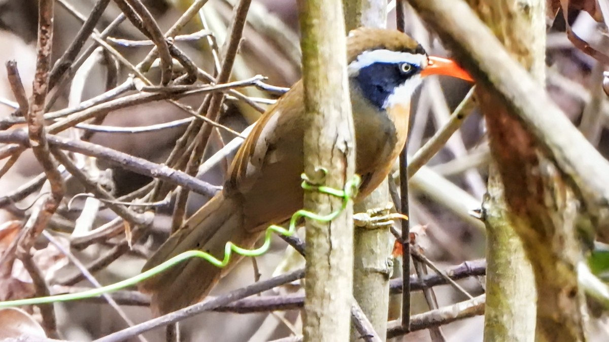 Brown-crowned Scimitar-Babbler - ML648416476